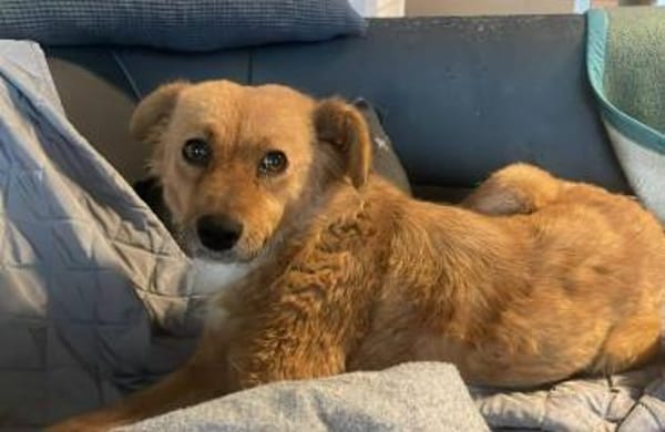 sanfte liebe Kimba auf PS in 91217