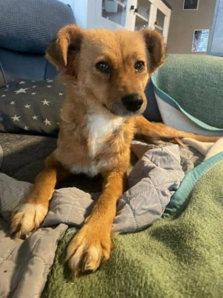 sanfte liebe Kimba auf PS in 91217