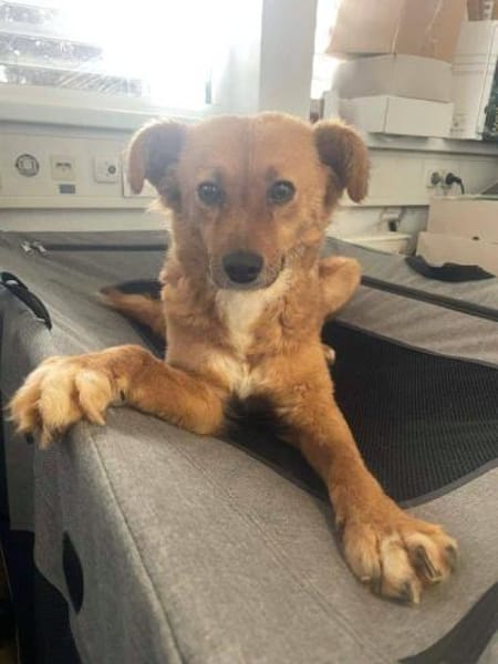 sanfte liebe Kimba auf PS in 91217