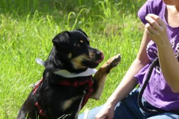 Anton kleiner Rüde sucht Sie