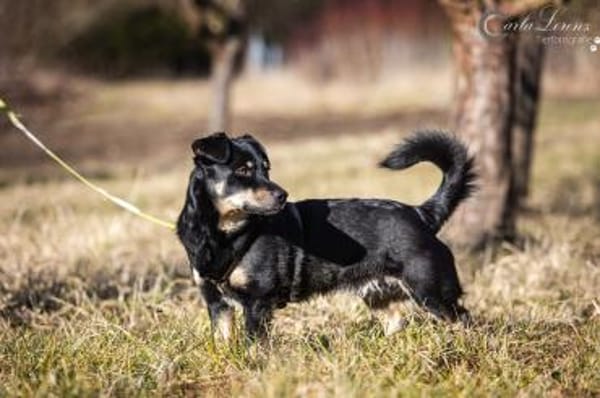 Anton kleiner Rüde sucht Sie