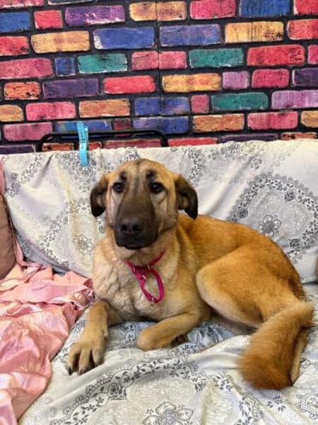 Bambu sucht ein Zuhause / Pflegestelle