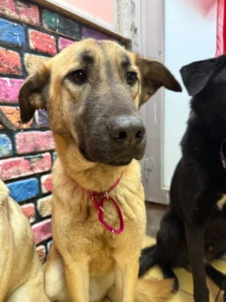 Bambu sucht ein Zuhause / Pflegestelle