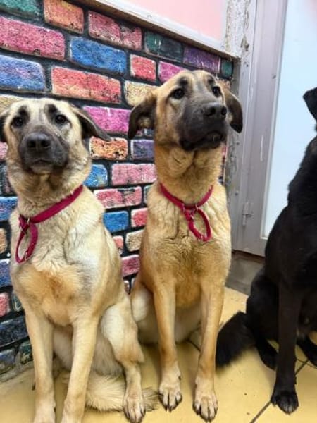 Bambu sucht ein Zuhause / Pflegestelle