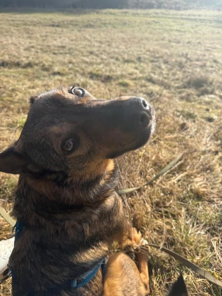 Zarte Schönheit mit Knickohr sucht 🧑