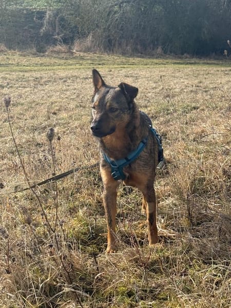 Zarte Schönheit mit Knickohr sucht 🧑