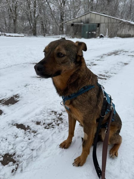 Zarte Schönheit mit Knickohr sucht 🧑