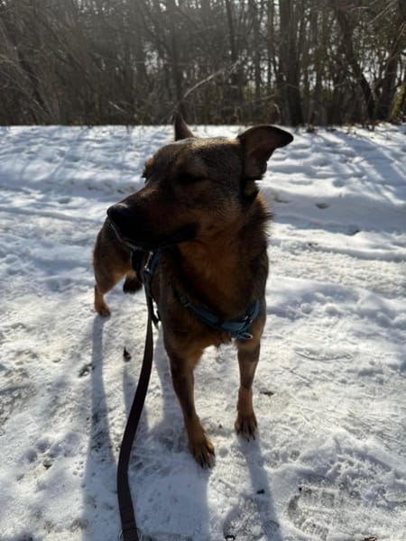 Zarte Schönheit mit Knickohr sucht 🧑