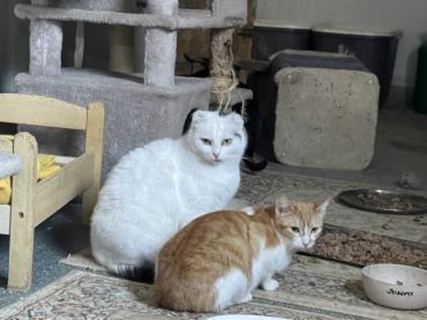 Rozina- kl. rot-weiße Herzensbrecherin