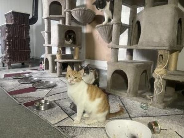 Rozina- kl. rot-weiße Herzensbrecherin