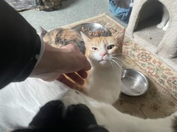 Rozina- kl. rot-weiße Herzensbrecherin