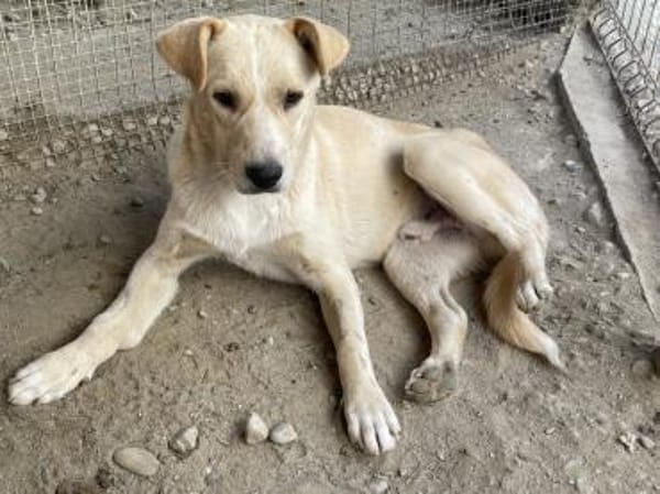 Quinn - kleiner Held mit großem Herzen