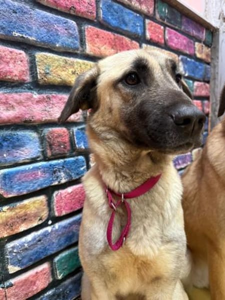 Bozo sucht ein Zuhause / Pflegestelle