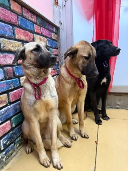 Bozo sucht ein Zuhause / Pflegestelle