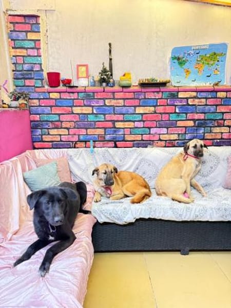 Bozo sucht ein Zuhause / Pflegestelle