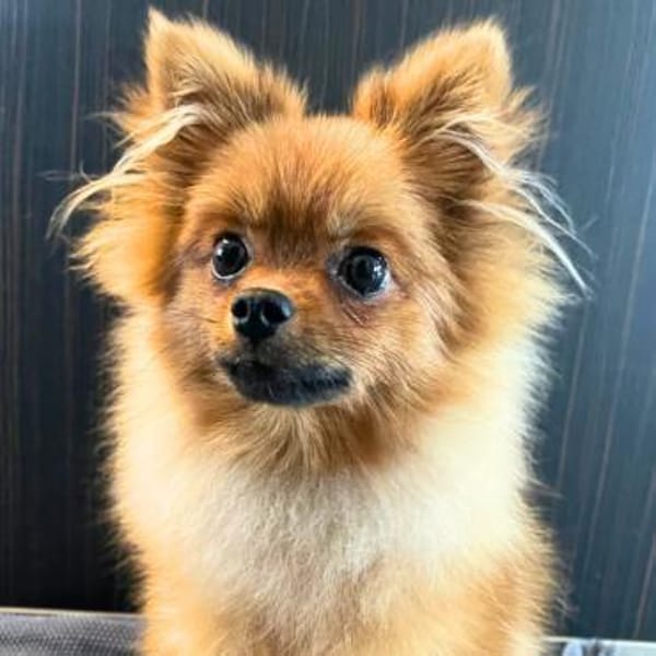 Alfred - ist freundlich&verspielt