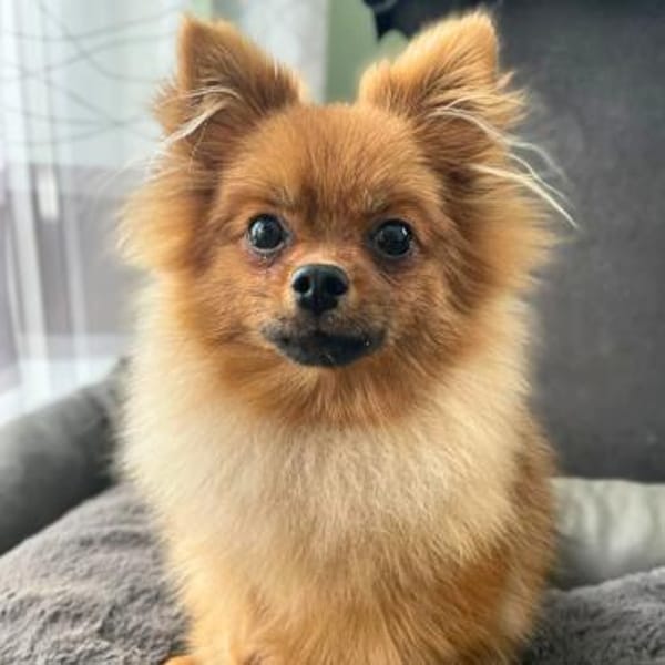 Alfred - ist freundlich&verspielt