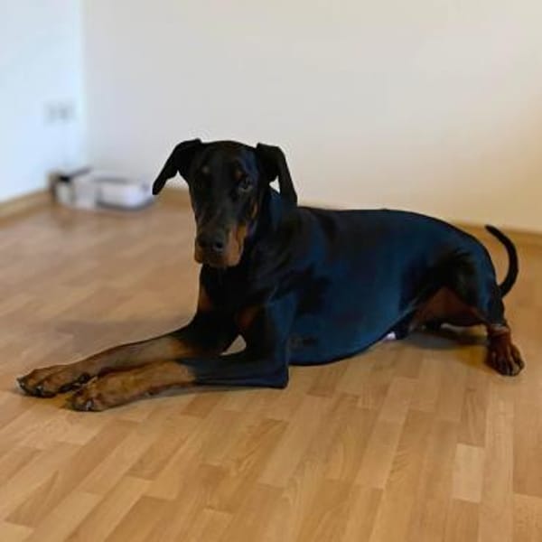 Enzo -liebt es zu kuscheln,ist verspielt