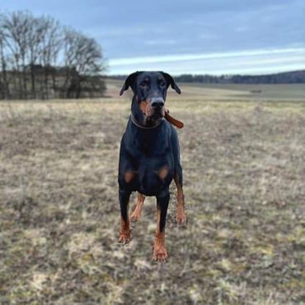 Enzo -liebt es zu kuscheln,ist verspielt