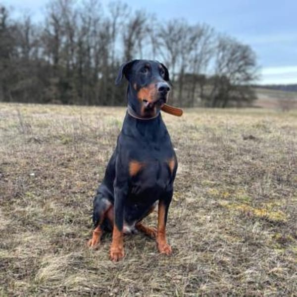 Enzo -liebt es zu kuscheln,ist verspielt