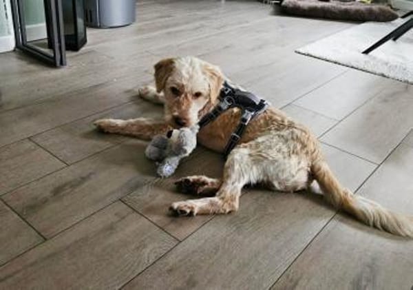 Paul sucht sein Zuhause