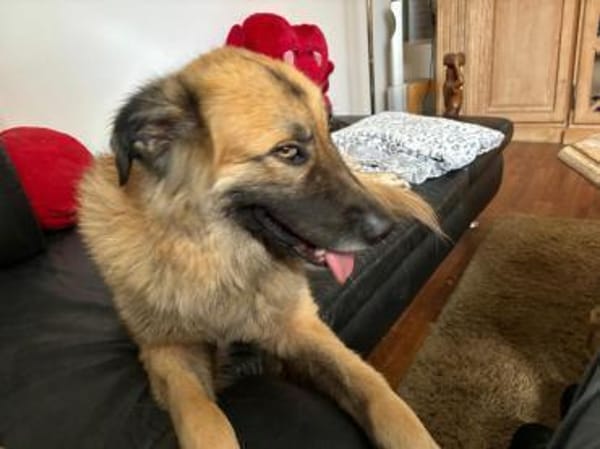 Skoppy neues Zuhause gesucht!