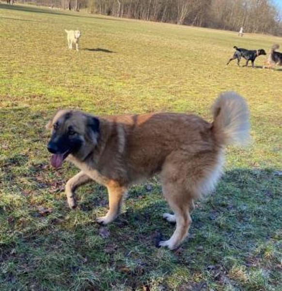 Skoppy neues Zuhause gesucht!