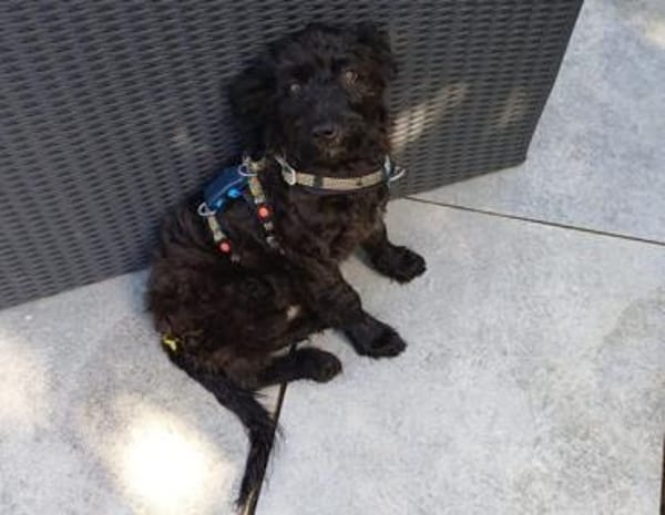 James° 61250 Usingen