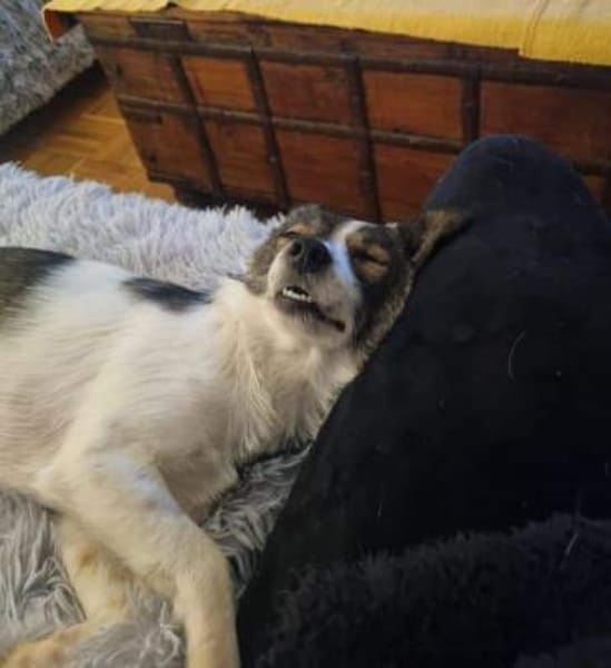 MINZE -Klein, zart & verschmust-