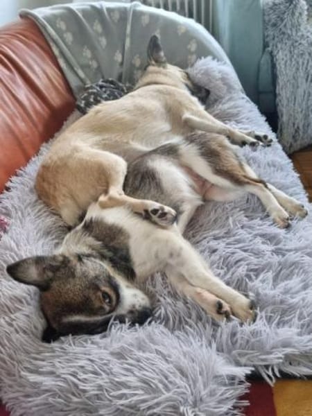 MINZE -Klein, zart & verschmust-