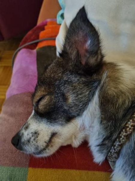 MINZE -Klein, zart & verschmust-