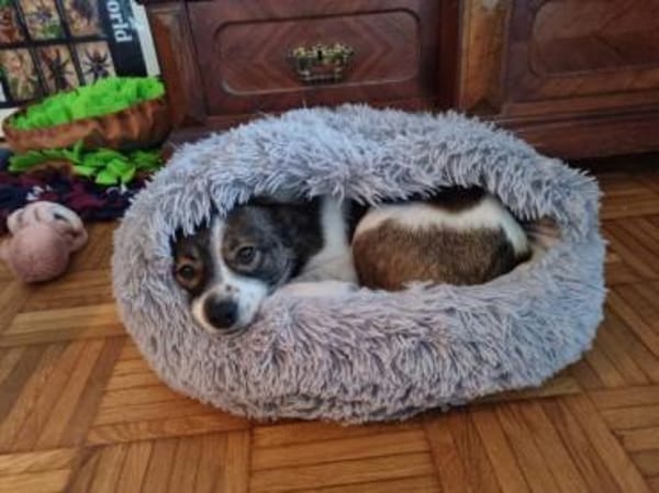 MINZE -Klein, zart & verschmust-