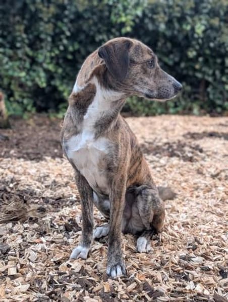 Sensibler Rüde sucht erfahrenes Zuhause