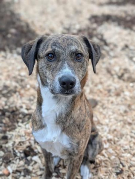 Sensibler Rüde sucht erfahrenes Zuhause