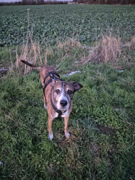 Nero - Ein toller Freund fürs Leben!