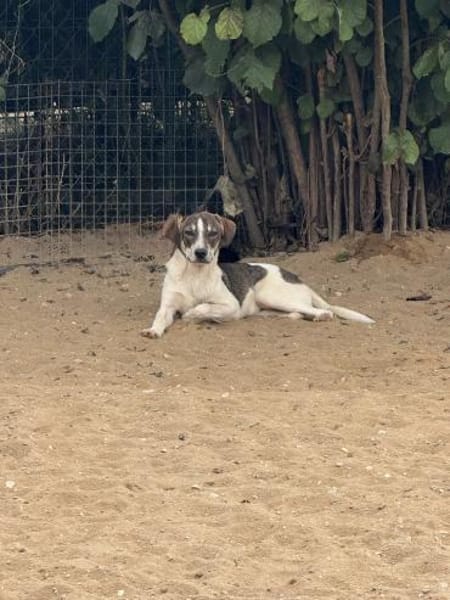 Cooper schüchterner liebevoller Jubgrüde