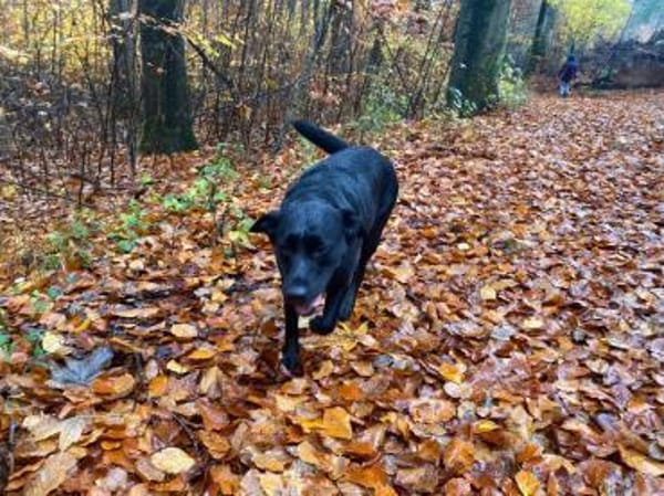 Stella - sucht ein neues Zuhause