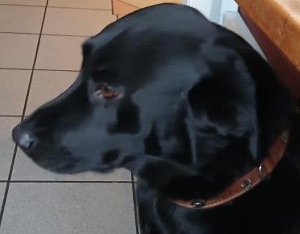 Stella - sucht ein neues Zuhause