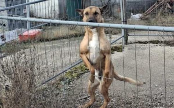 Creo sucht sein Traumzuhause