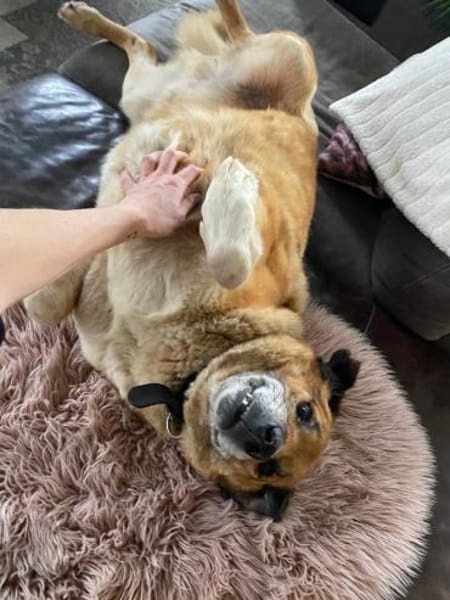 Senior Rico sucht ein Zuhause