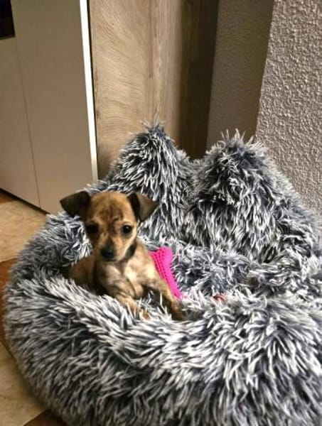 Laia kleiner Zwerg sucht sein Glück