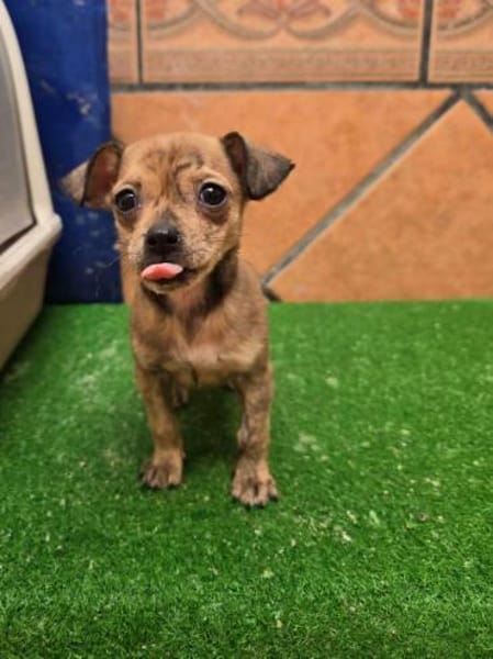 Laia kleiner Zwerg sucht sein Glück