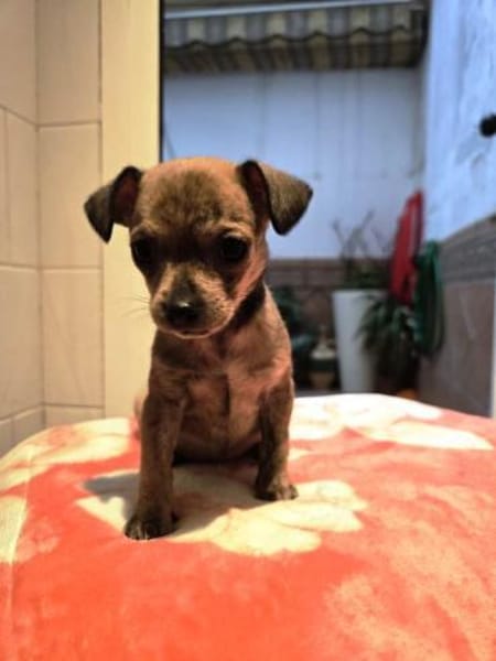 Laia kleiner Zwerg sucht sein Glück