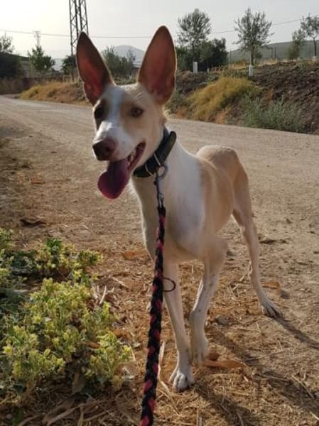 Ziggy sucht nun ein Traumzuhause