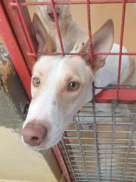 Ziggy sucht nun ein Traumzuhause