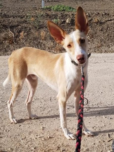 Ziggy sucht nun ein Traumzuhause