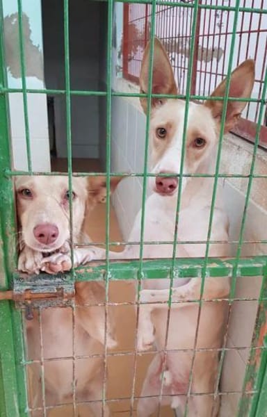 Ziggy sucht nun ein Traumzuhause