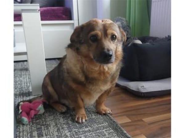 Angelino -  wartet in 50999 Köln