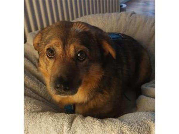 Angelino -  wartet in 50999 Köln