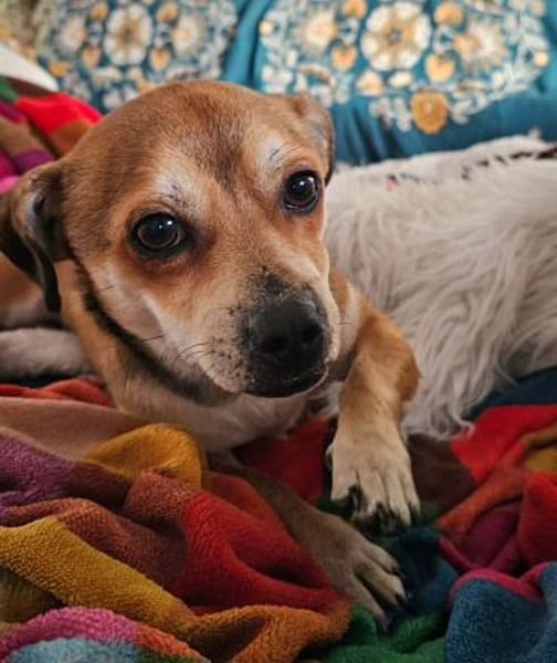 Kleiner verschmuster Elio...